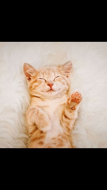 I love little cats beautyfull cats you watch more videos follow my cahanel