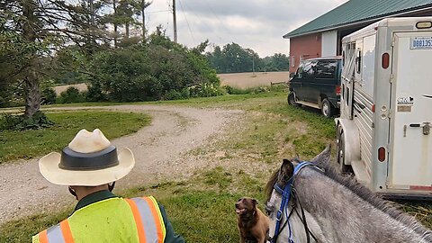 Reign picking up her rider 5 June 2024