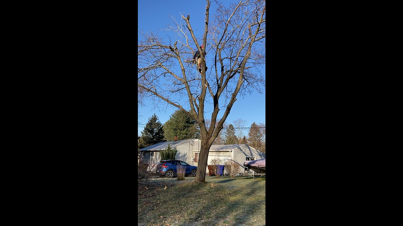 Dropping a tree that was struck by lightning￼