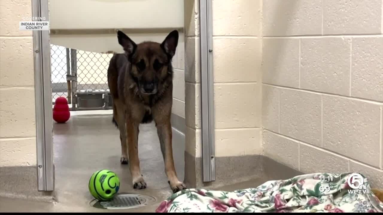 Dog stranded on Veterans Memorial Island Sanctuary captured by Vero Beach police