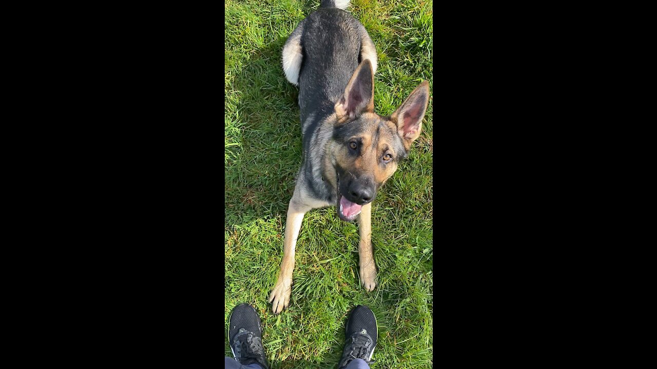 Excited working German Shepherd puppy does some training in the park