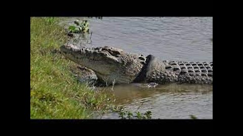 fish kills crocodile
