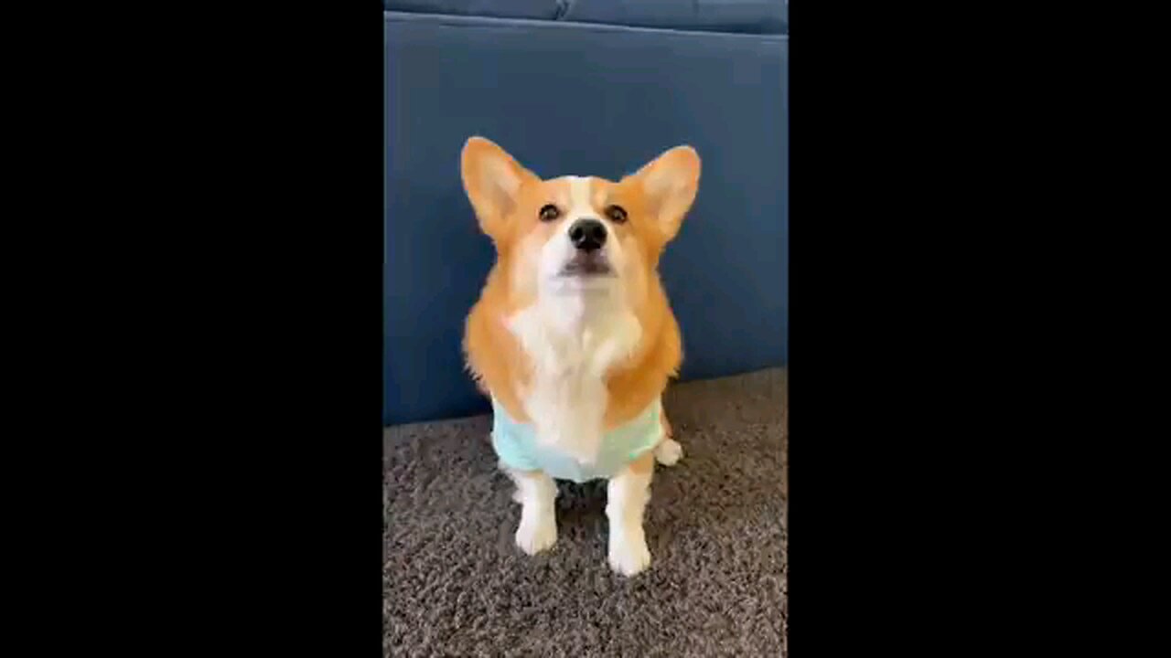 corgi cats dogs funny man cute sounds