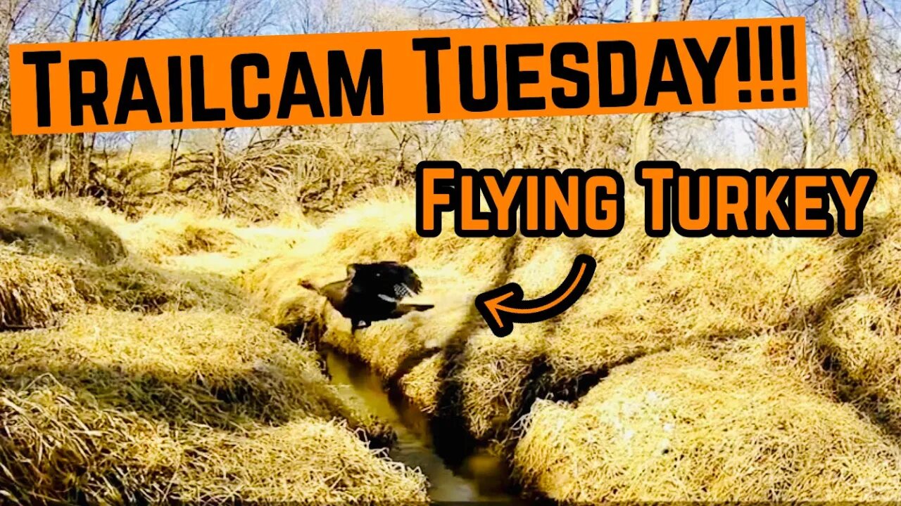 TRAILCAM TUESDAY!!!