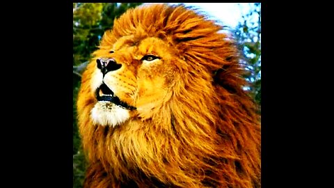 King lion is the king of jungle