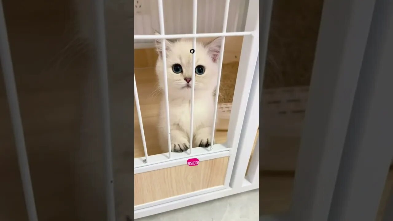 funny cat videos | cute cat videos| cute animals funny cats #shorts #shortsfunny #cutecat #funnycat