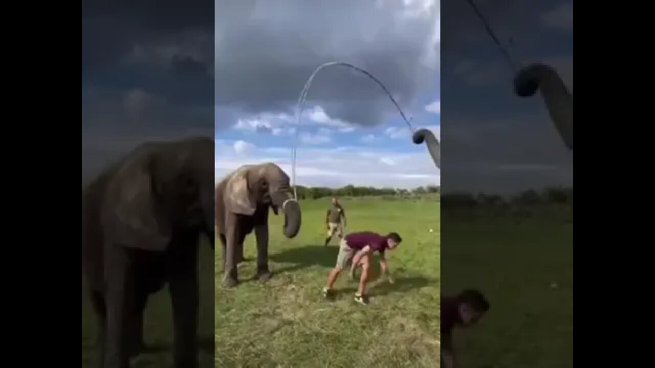 Jumping rope with elephants