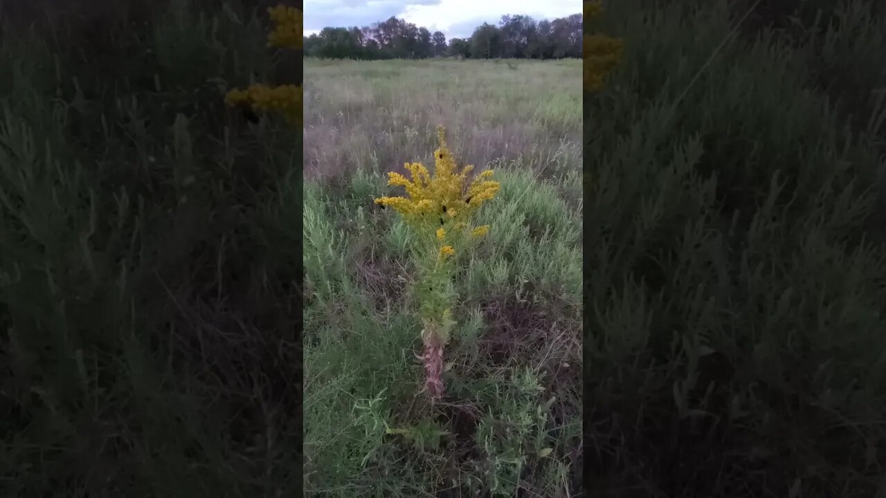 AMERICAN OIL BEETLES ON A GOLDENROD PLANT (09/12/23)