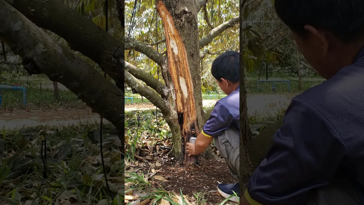 ដុតព្យាបាលមេរោគ