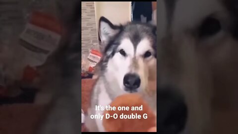 MEME is the one and only D-O double G #shorts