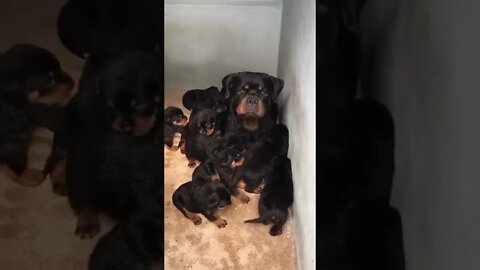 🐕🐾 Rottweiler Protecting Her Puppies🧸#shorts