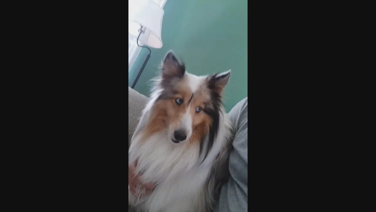 PureBred Sheltie Dog With Blue Eyes