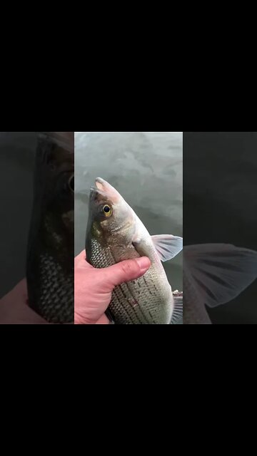 #whitebass #topwater #arkansas