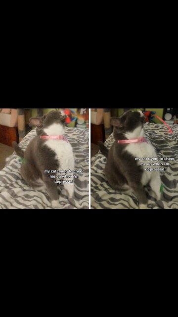 Cat Does His Best To Cheer Up Depressed Owner