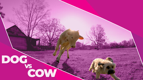 DOG VS COW | DOG RUNS FROM COWS | CIWTG | S02_EP07 SHORT