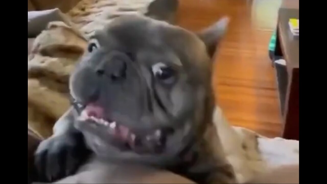 Funny Animals video shorts