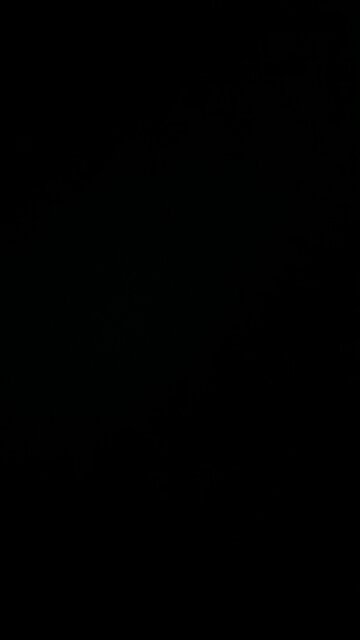 Cabbage is a vegetable