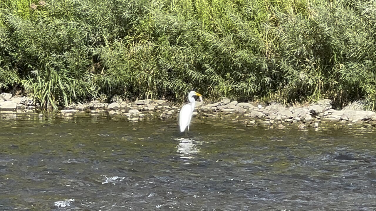 White Egret washing his food before eating