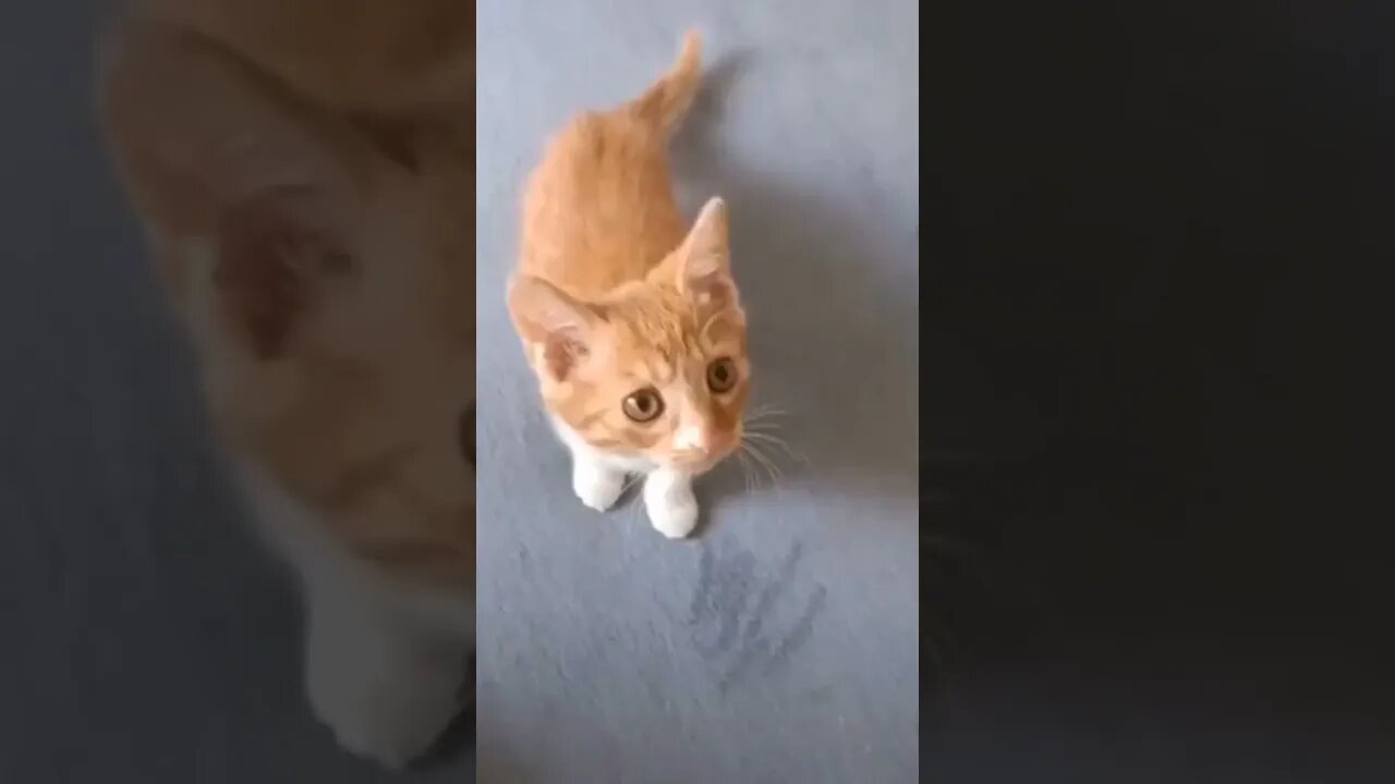 funny cat