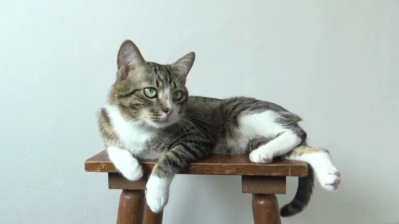 Cute Kitten Sleeps on a Chair