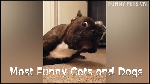 Best Funny Cats and Dogs Video 😂🐈🐕