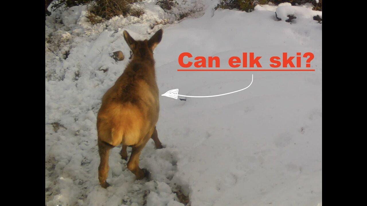 Who said Elk Can't Ski? Colorado Elk Hitting the Slopes!