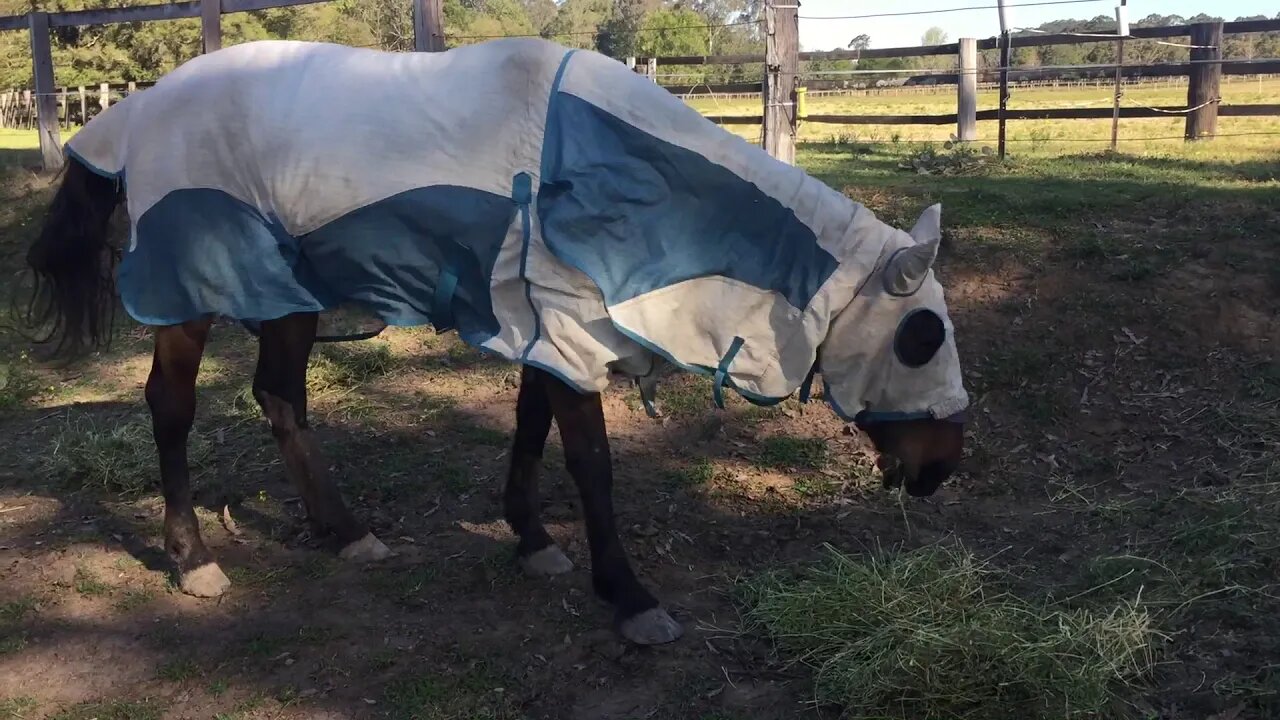 Full summer rug on to protect from midges, as she has Queensland itch - SHE ENDS UP INJURED