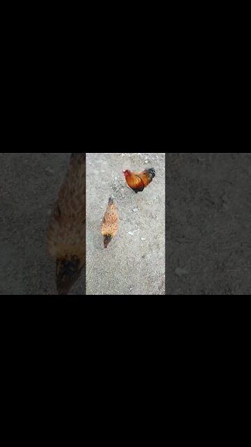 Hello Chook chook Rusty and Rhiannon and a couple of ducks