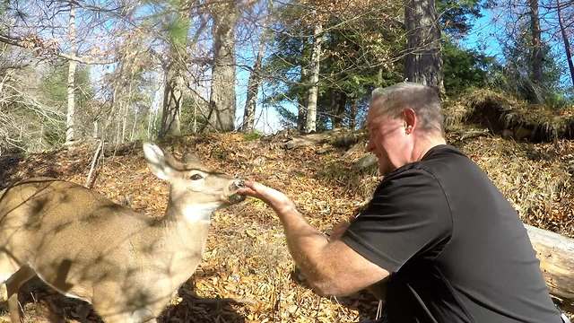 Wild deer casually allows human to hand-feed it