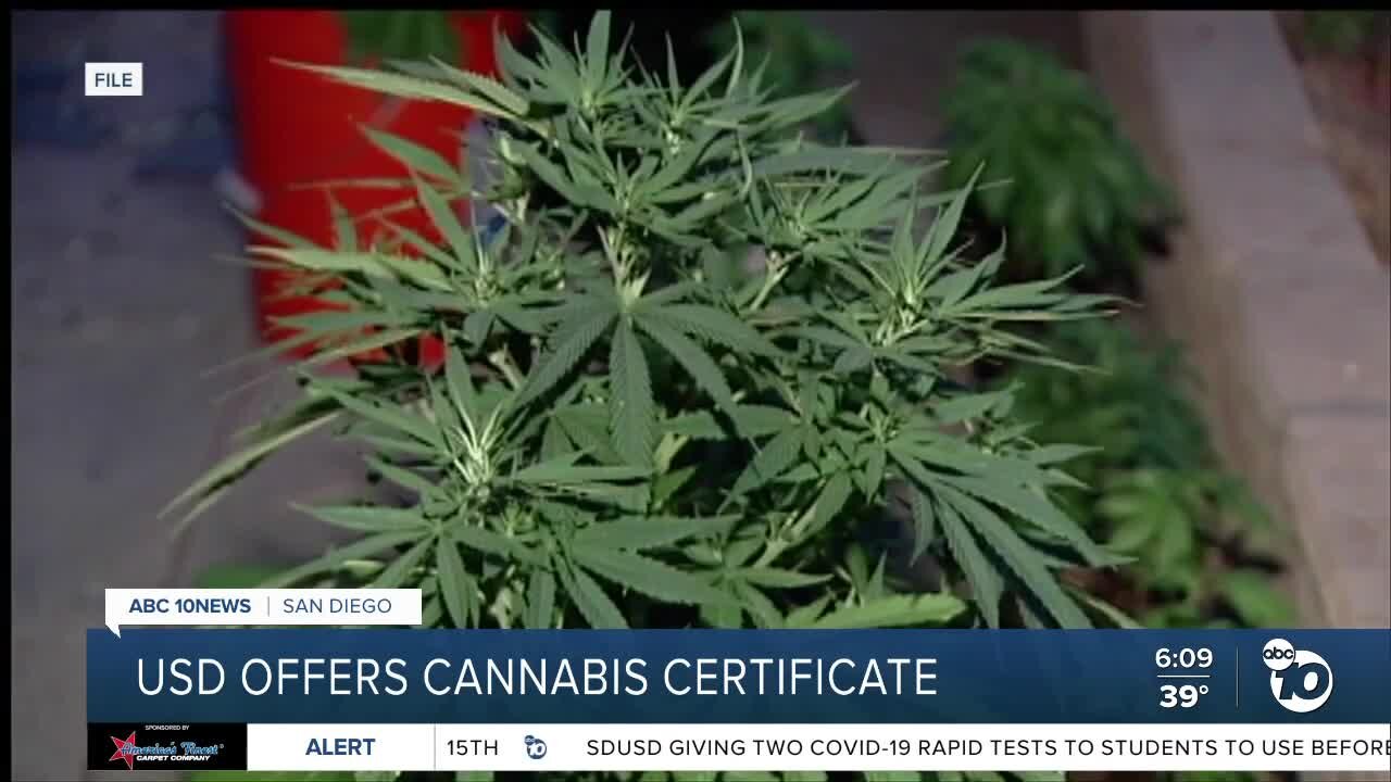 Marijuana classes at University of San Diego offer career opportunity for job seekers