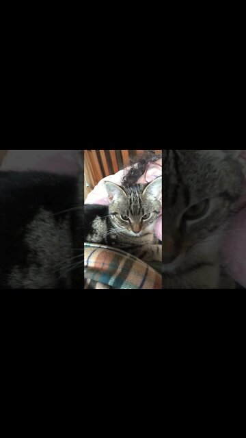 Feral kitten turned purry kitten