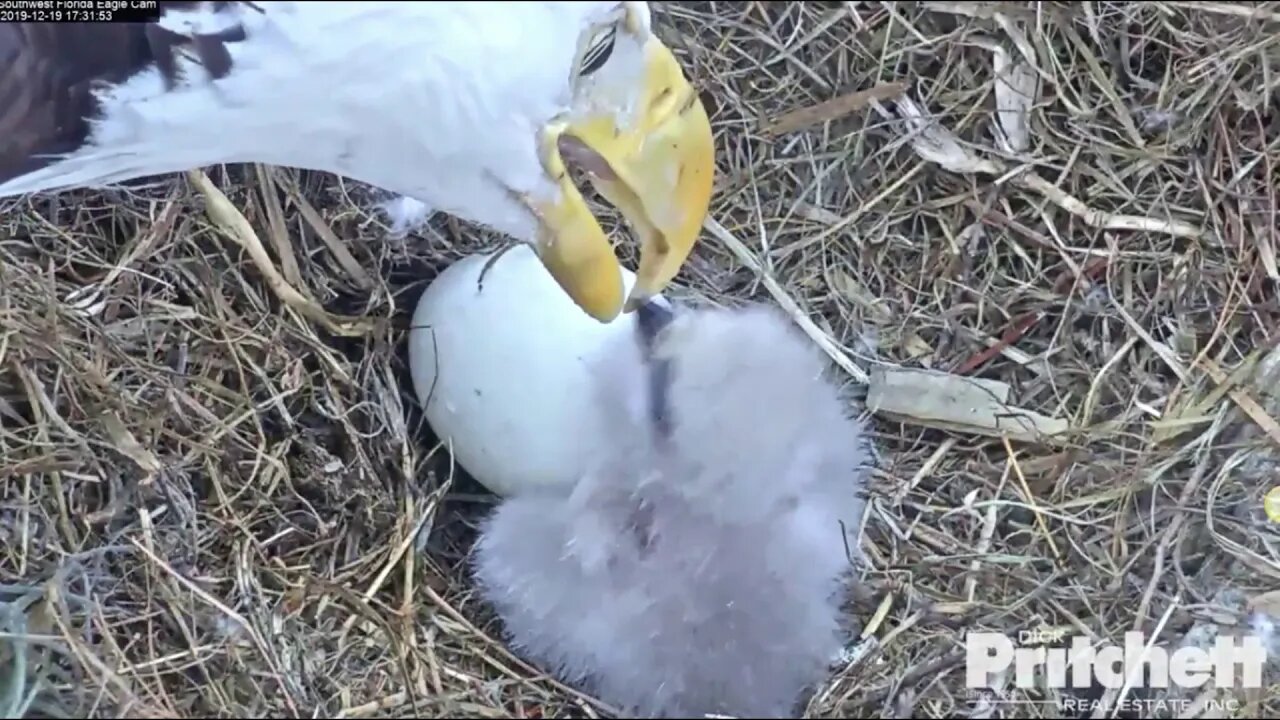 Both parents want to feed precious E-14 her first meal. 12-19-19