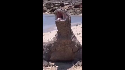 Komodo dragon