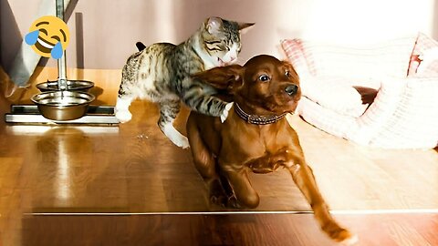 Who's cooler? Cats vs Dogs Funny and amusing cats and dogs