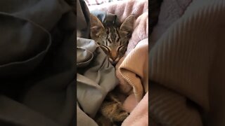 Feral kitten saved, hiding in car engine, sound asleep.