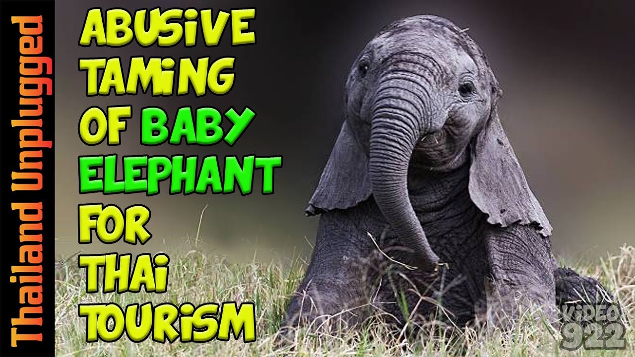 Abusive taming of baby elephant for Thai tourism #922