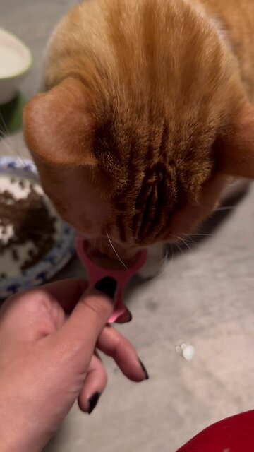 #cat #gato #neko #tabbycat