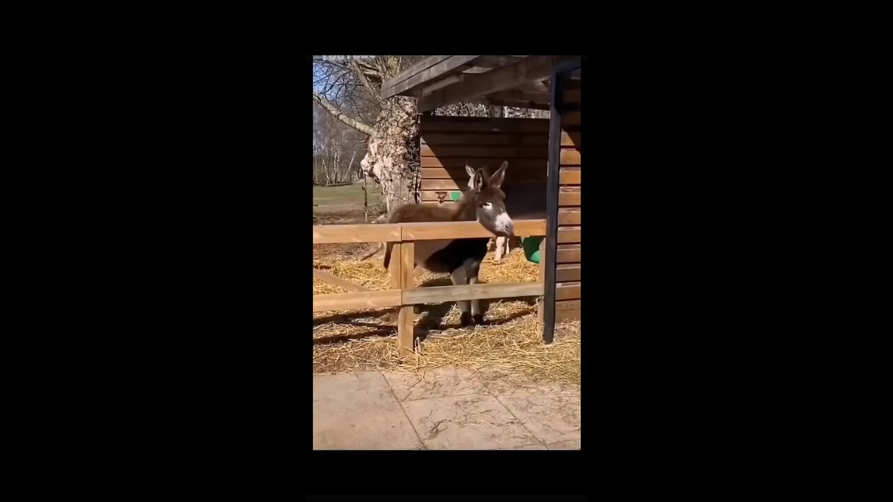 Animal funny moments😂