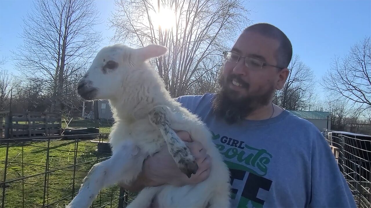 Weighing & Tagging Lambs Before Moving the Hair Sheep Flock Back on Pasture