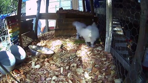 Silkie chicks eating some Curly Dock 6