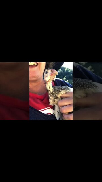 Daily update with Picachu the injured baby guinea fowl