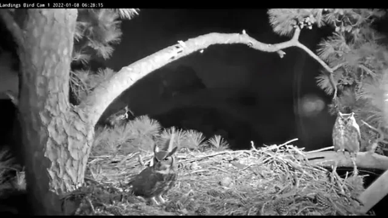 Great Horned Owls Visit Nest 🦉 1/8/22 6:26 AM