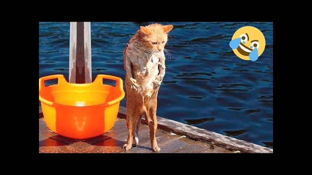 funny cats video ever 😺 funny cute cats 😻