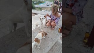 Cuba 2017 feeding the stray puppies, I love them!!