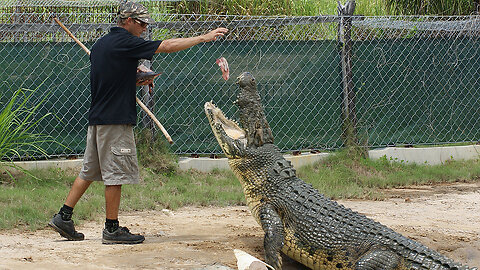 Large Crocodile Koorana Crocodile Farm