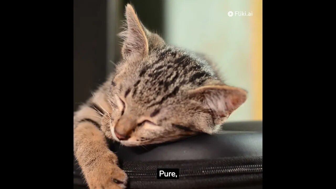 Kitty Olympics: The Ultimate Pounce-Off! #cats #cat #pet