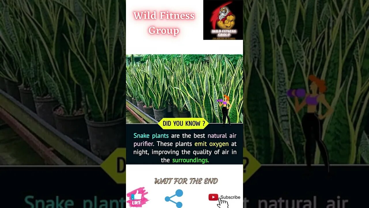 🔥Natural air purifier🔥#shorts🔥#wildfitnessgroup🔥30 June 2022🔥