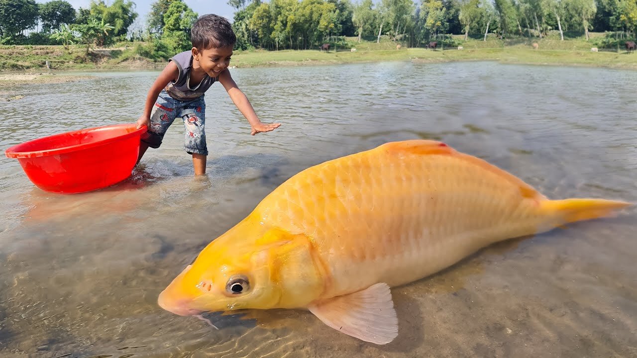 Amazing Boy Catching Fish By Hand | Traditional Little Catching Big Fish By Hand in Mud Water