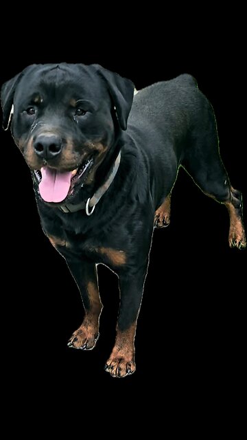Doneyuno Rotties