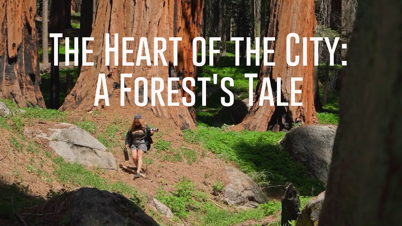 The Heart of the City: A Forest's Tale